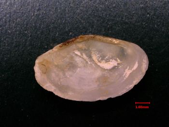 Media type: image;   Malacology 154834 Description: inside view of single valve;  Aspect: interior